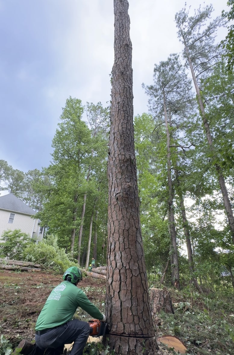 Tree Removal service in Greenacres, FL